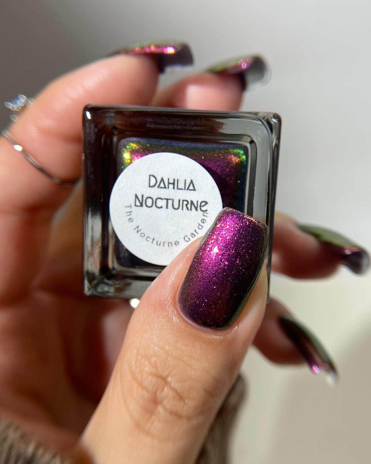 Dahlia Nocturne